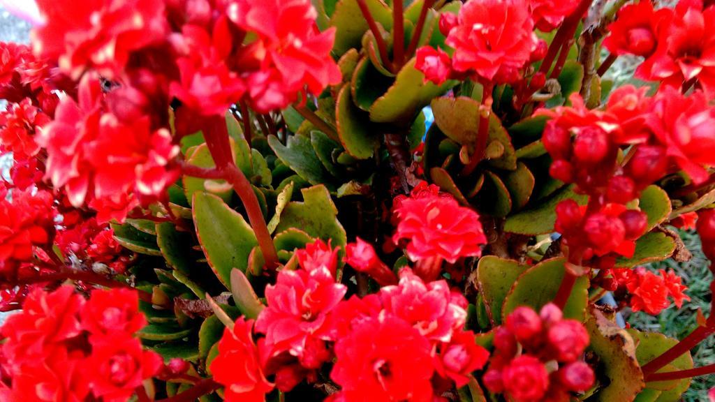Pousada Amor Perfeito Visconde De Maua Exterior photo