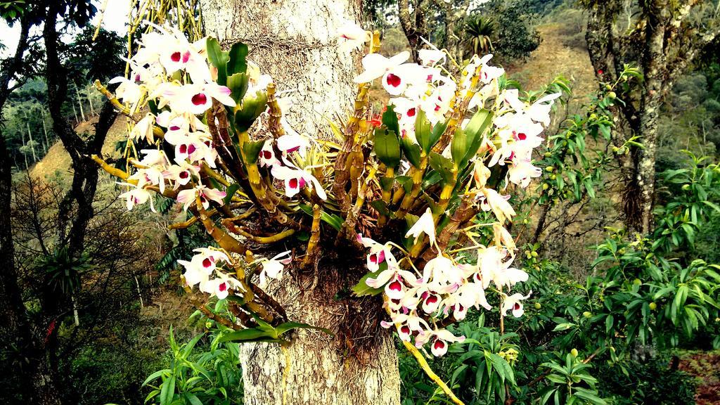 Pousada Amor Perfeito Visconde De Maua Exterior photo